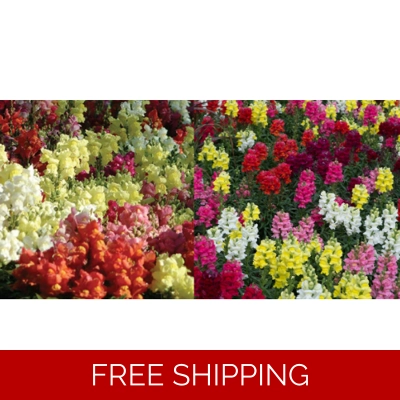 Antirrhinum (Snapdragons) x6 Plug Plants